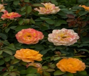 2020 09 01 LyndaleParkRoseGarden 031